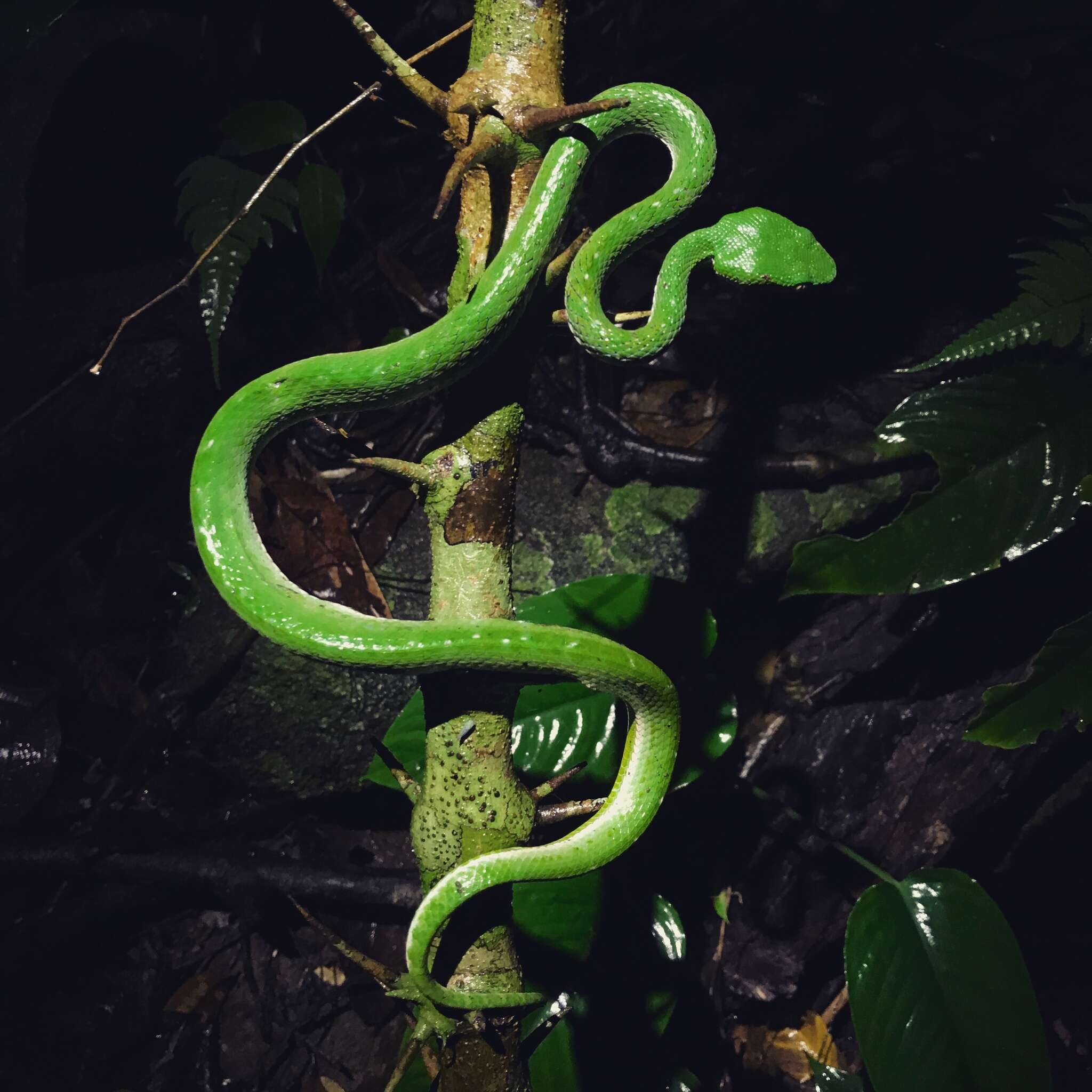 Image of Trimeresurus vogeli David, Vidal & Pauwels 2001