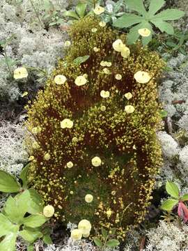 Image of yellow moosedung moss