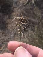 Imagem de Aristida caput-medusae Domin