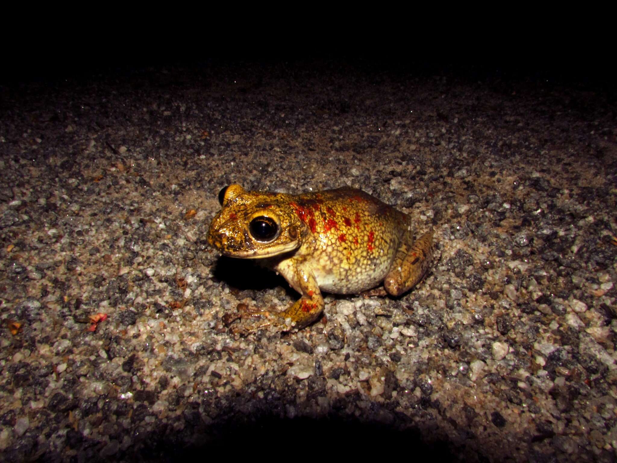 Image of Black-spotted Casque-headed Treefrog