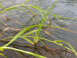 Image of Scirpus radicans Schkuhr