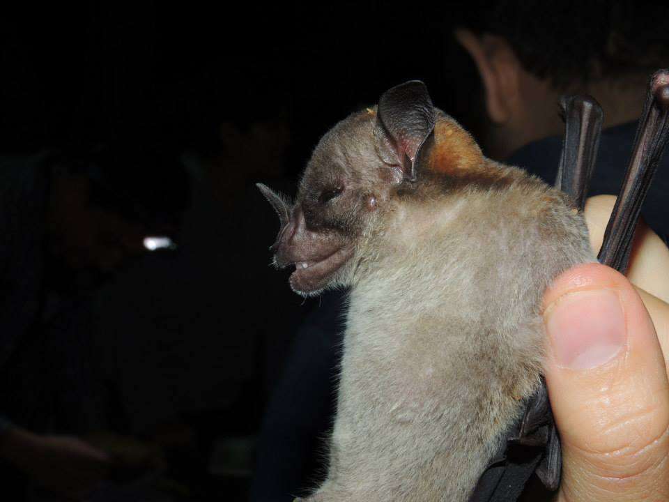 Image of Lesser Spear-nosed Bat