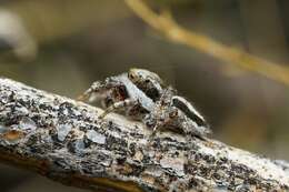 Image of Habronattus conjunctus (Banks 1898)