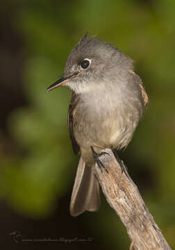 Image of Cuban Pewee