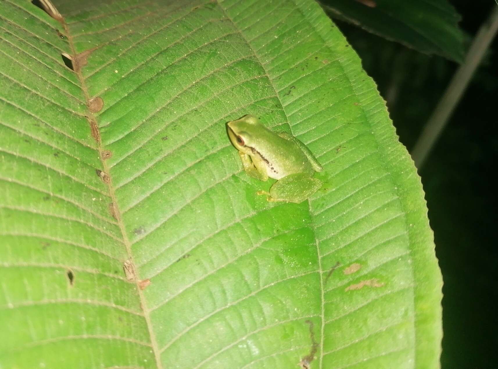 Image of Pristimantis omeviridis Ortega-Andrade, Rojas-Soto, Valencia, Espinosa de los Monteros, Morrone, Ron & Cannatella 2015