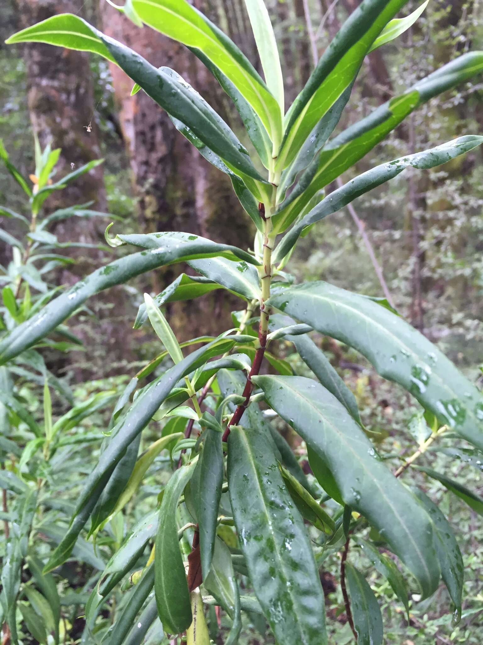 Image de Veronica salicifolia G. Forster