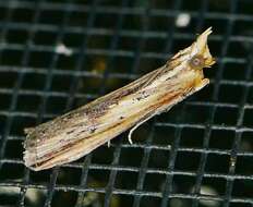 Ancylostomia resmi