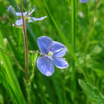 Sivun Veronica chamaedrys subsp. chamaedrys kuva