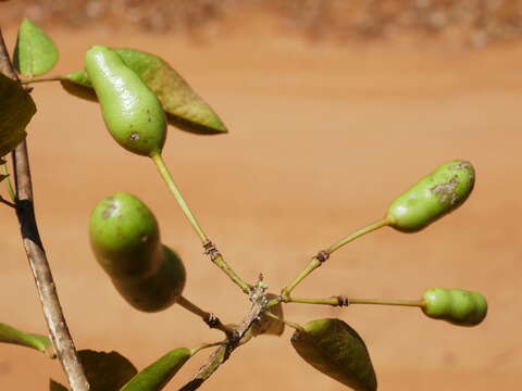 Image of Maerua cylindrocarpa Hadj-Moust.