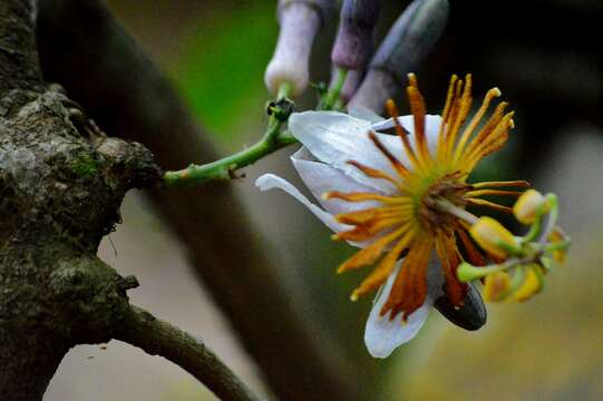 Passiflora cerradensis Sacco的圖片