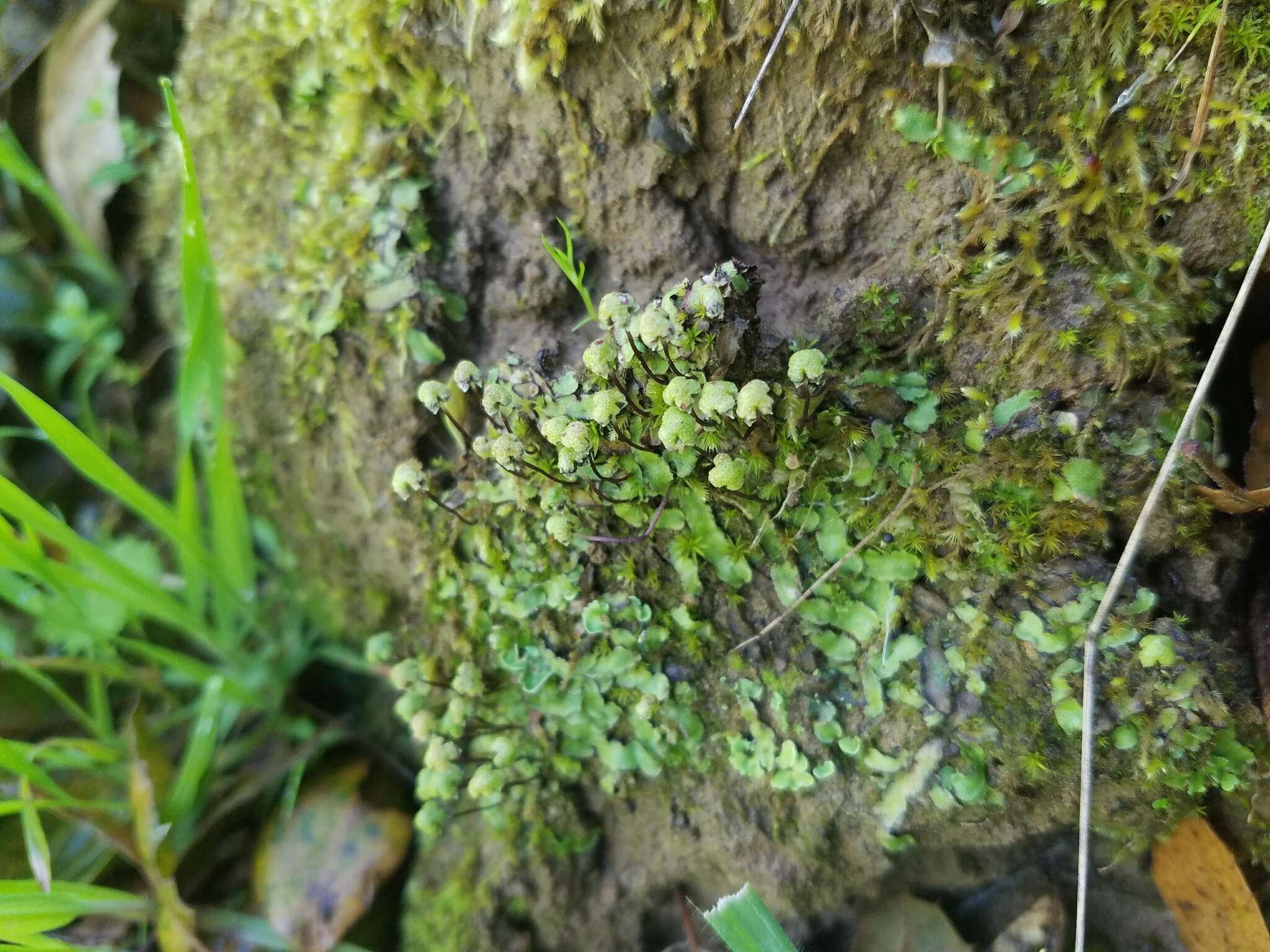 Image of Asterella californica (Hampe ex Austin) Underw.