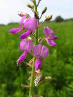 Image of Illinois ticktrefoil