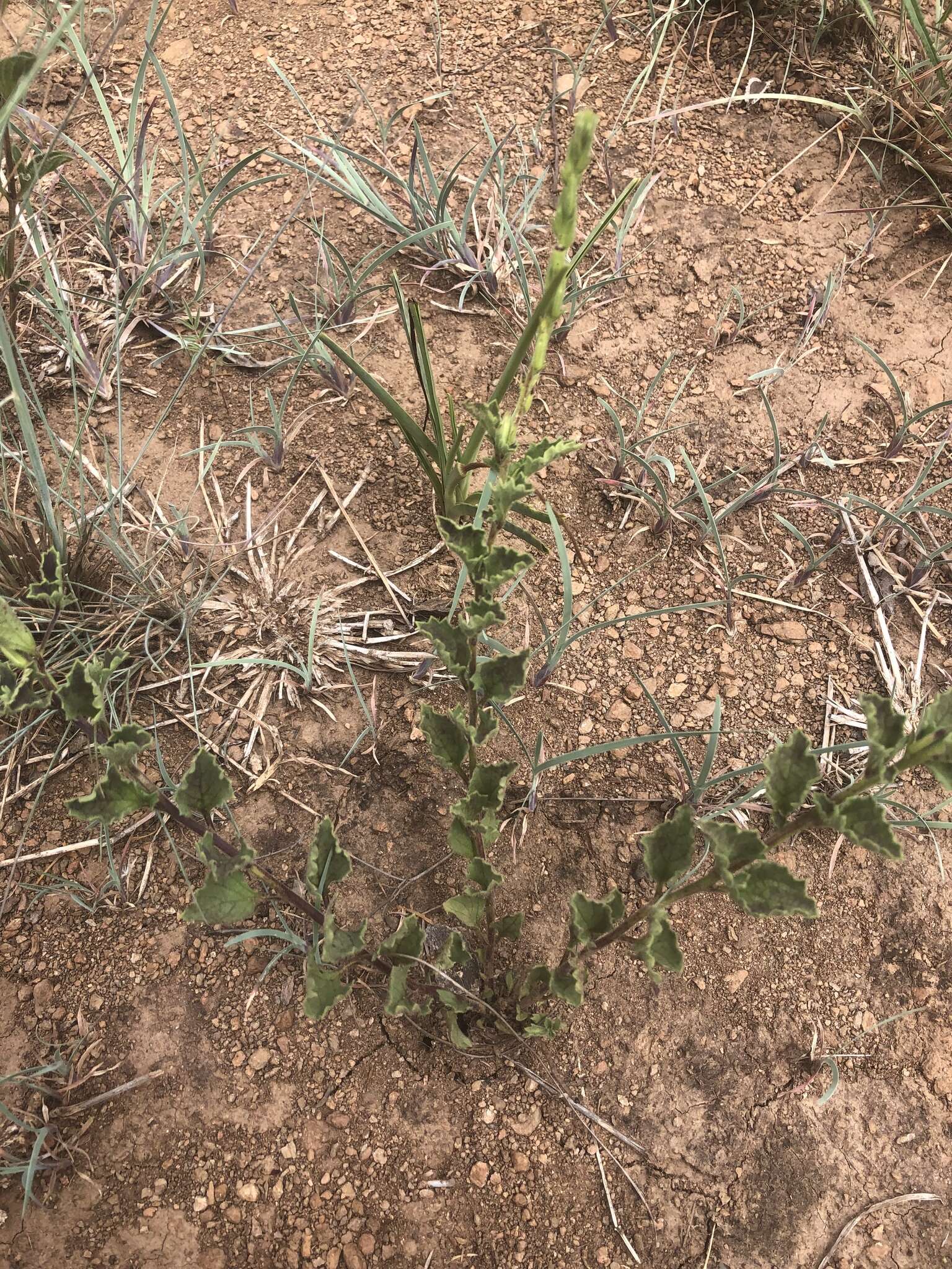 Plancia ëd Chascanum hederaceum var. natalense (H. Pearson) Moldenke