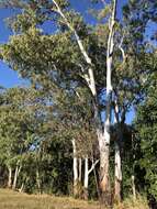 Image of Eucalyptus tereticornis subsp. tereticornis