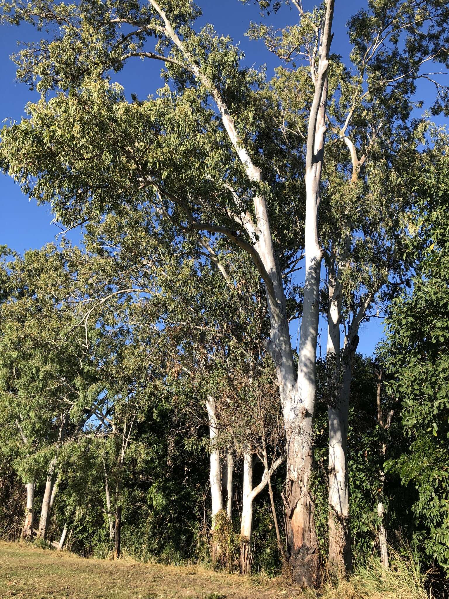 صورة Eucalyptus tereticornis subsp. tereticornis