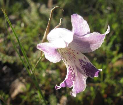 Plancia ëd Gladiolus inflexus Goldblatt & J. C. Manning