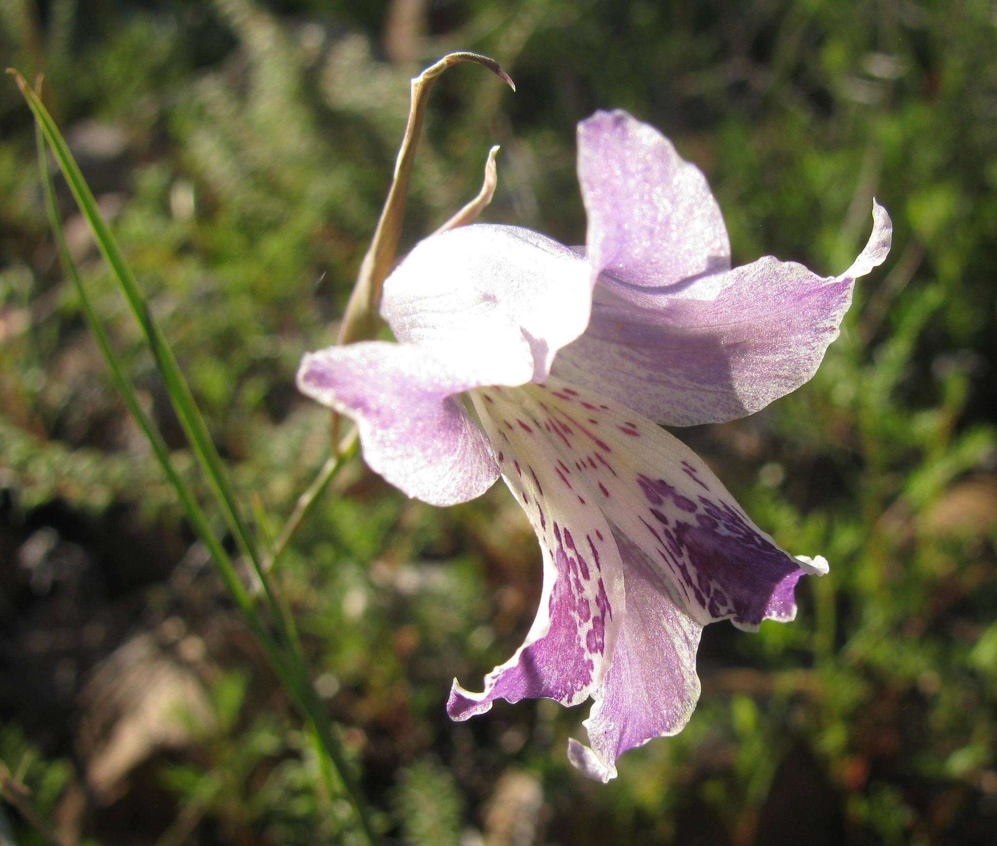 Plancia ëd Gladiolus inflexus Goldblatt & J. C. Manning