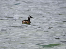 Image of White-tufted Grebe