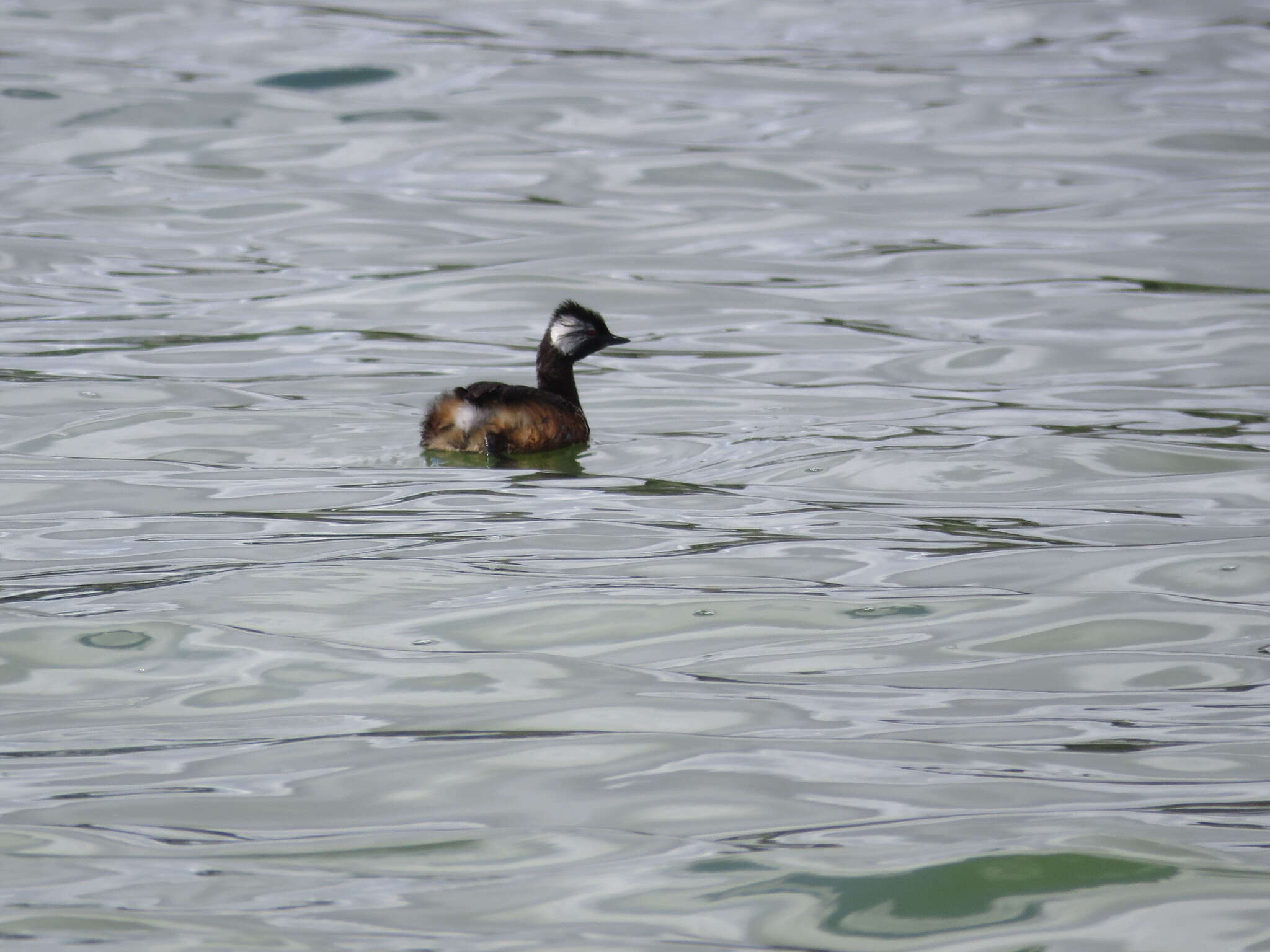 Image of White-tufted Grebe