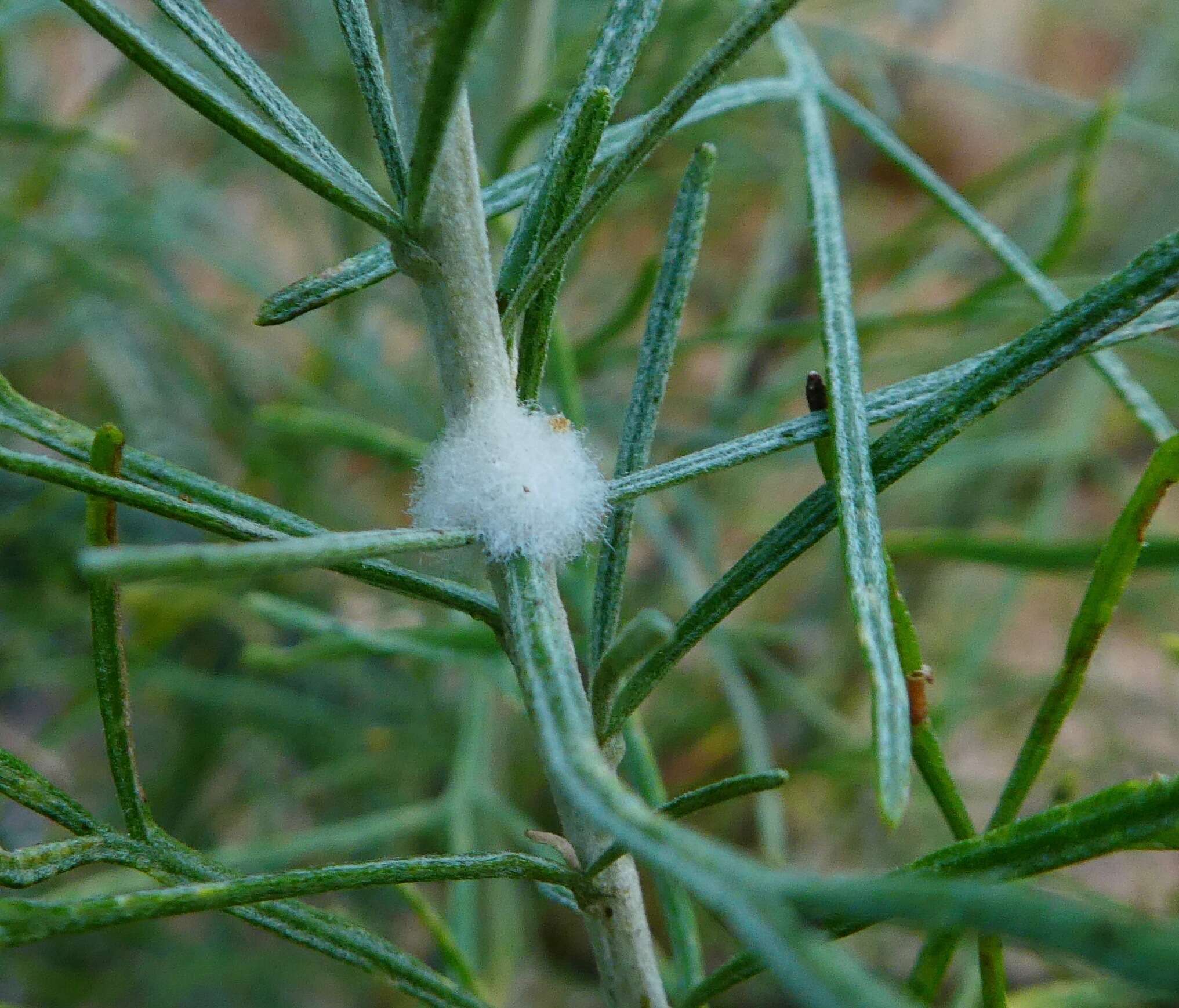 Imagem de Rhopalomyia floccosa (Felt 1916)