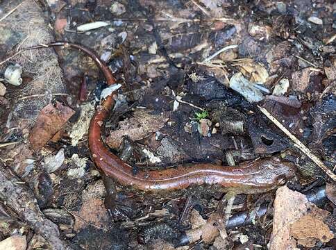 Image of Desmognathus orestes Tilley & Mahoney 1996