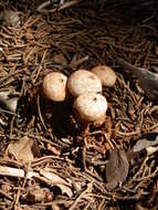 Image of Tulostoma polymorphum Long 1947