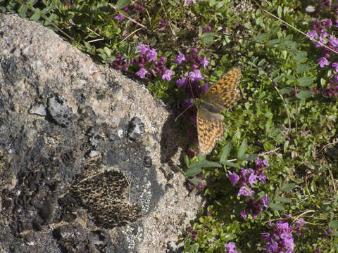 Thymus reverdattoanus Serg. resmi