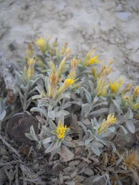 Image of Ericameria winwardii (Dorn & Delmatier) R. P. Roberts & Urbatsch