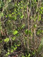 Imagem de Vitis rotundifolia var. munsoniana (Simpson ex Munson) M. O. Moore
