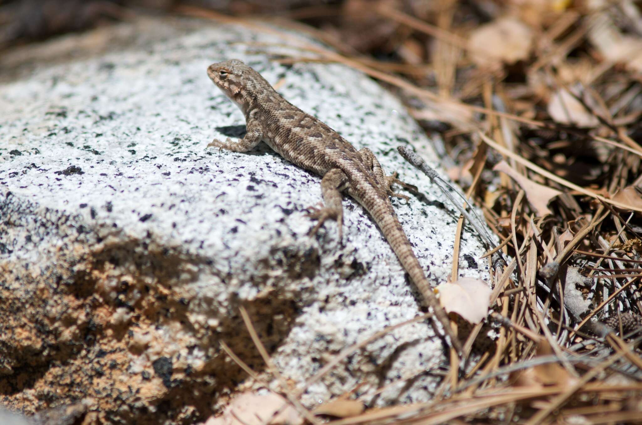 Image of Common Sagebrush Lizard