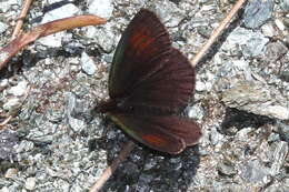 Image of Swiss Brassy Ringlet