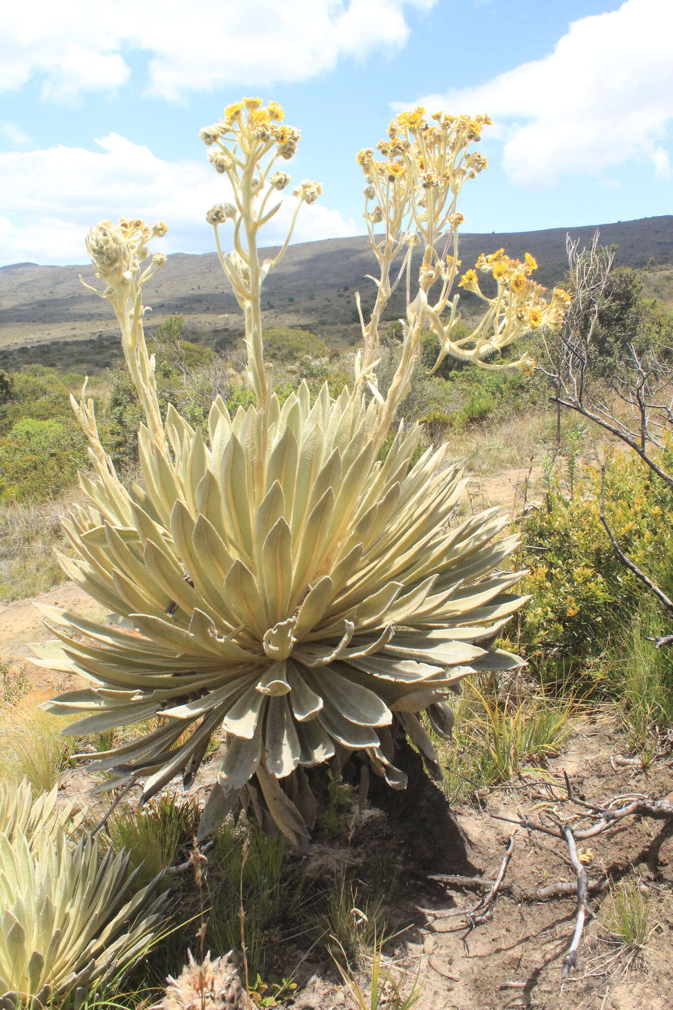 Image of Espeletiopsis muiska (Cuatrec.) Cuatrec.