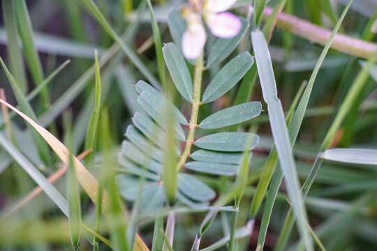 Image of Cretan crownvetch