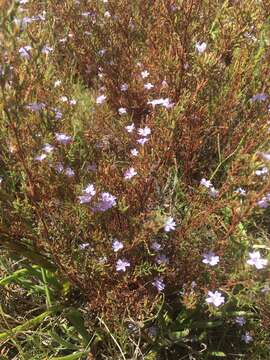 Image of Limonium equisetinum (Boiss.) R. A. Dyer