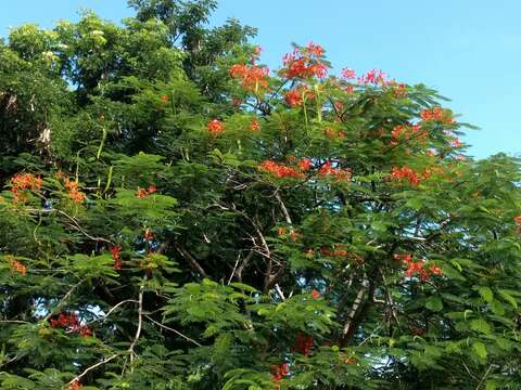 Image of Delonix regia (Bojer ex Hook.) Raf.