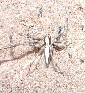 Image of Oxyopes tridens Brady 1964