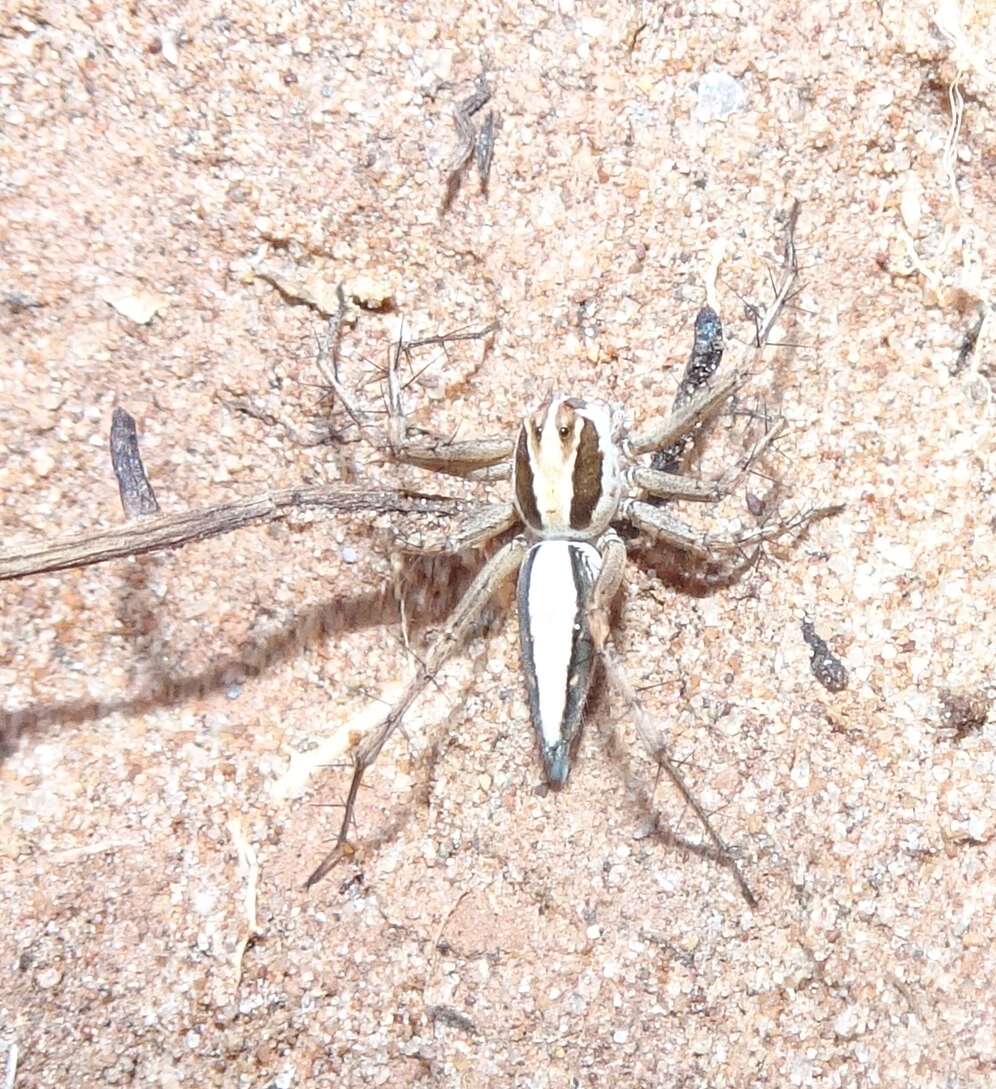 Image of Oxyopes tridens Brady 1964