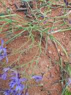 Plancia ëd Afrosolen sandersonii subsp. limpopoensis (Goldblatt & J. C. Manning) Goldblatt & J. C. Manning