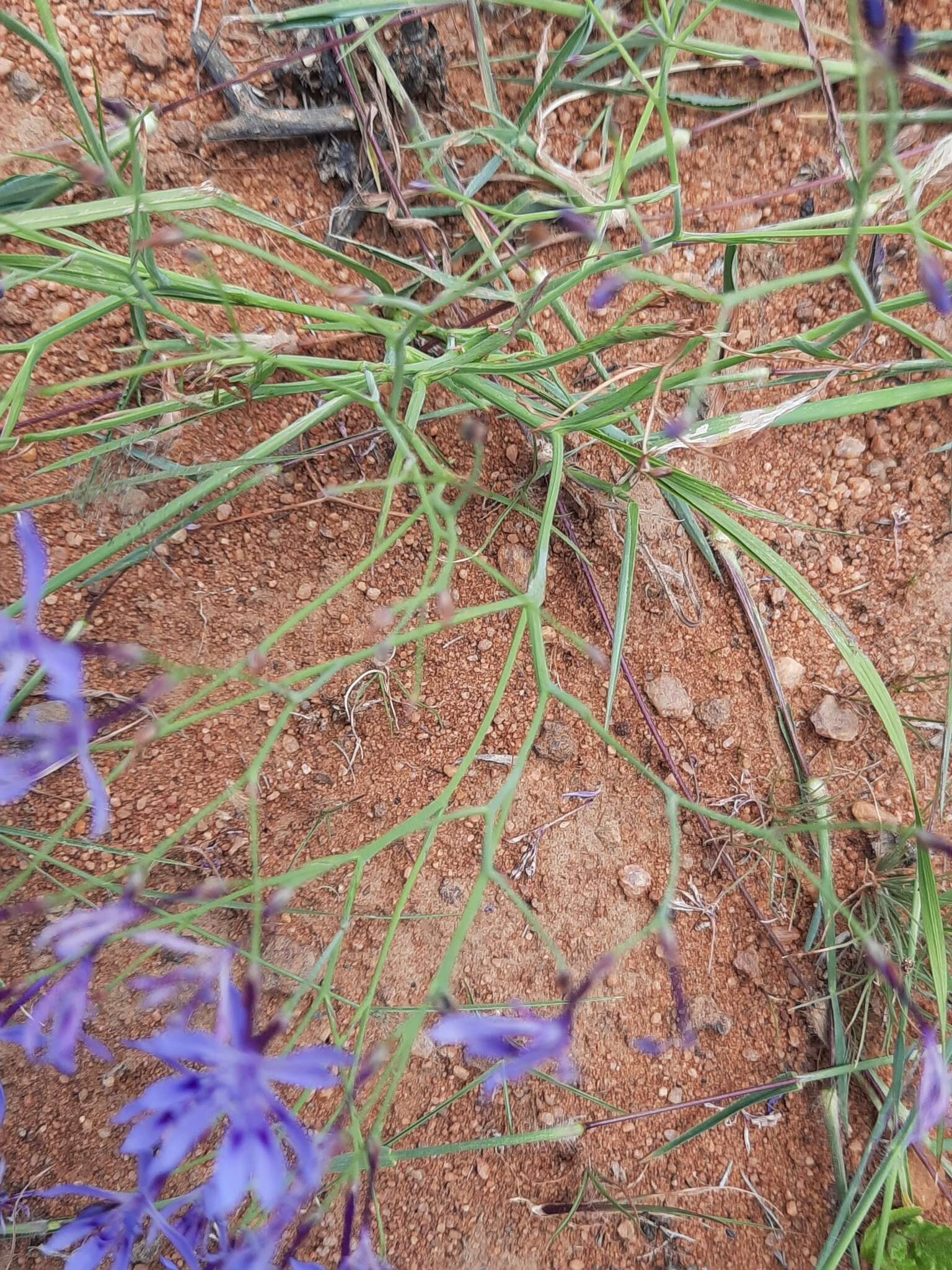 Plancia ëd Afrosolen sandersonii subsp. limpopoensis (Goldblatt & J. C. Manning) Goldblatt & J. C. Manning