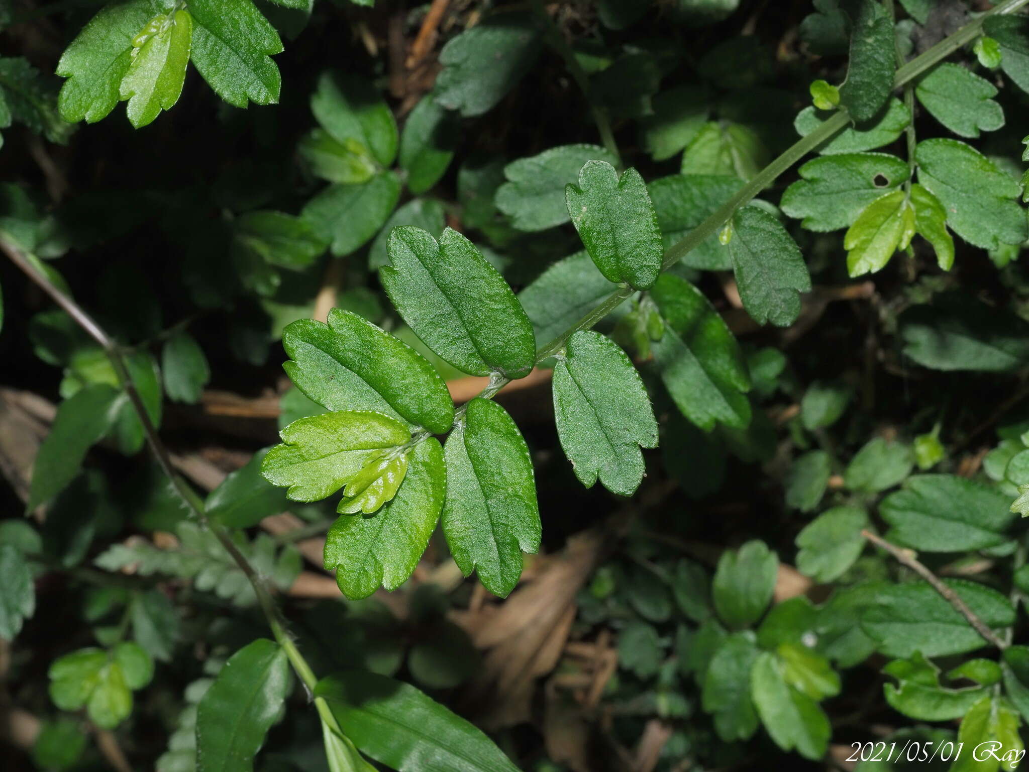 Image of Elatostema obtusum var. trilobulatum (Hayata) W. T. Wang