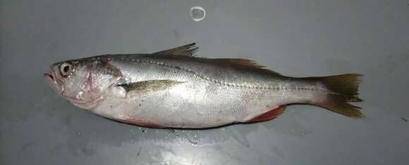 Image of Bigeye corvina