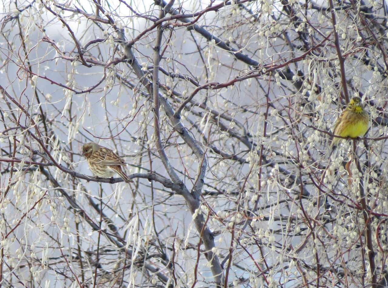 صورة Emberiza leucocephalos Gmelin & SG 1771