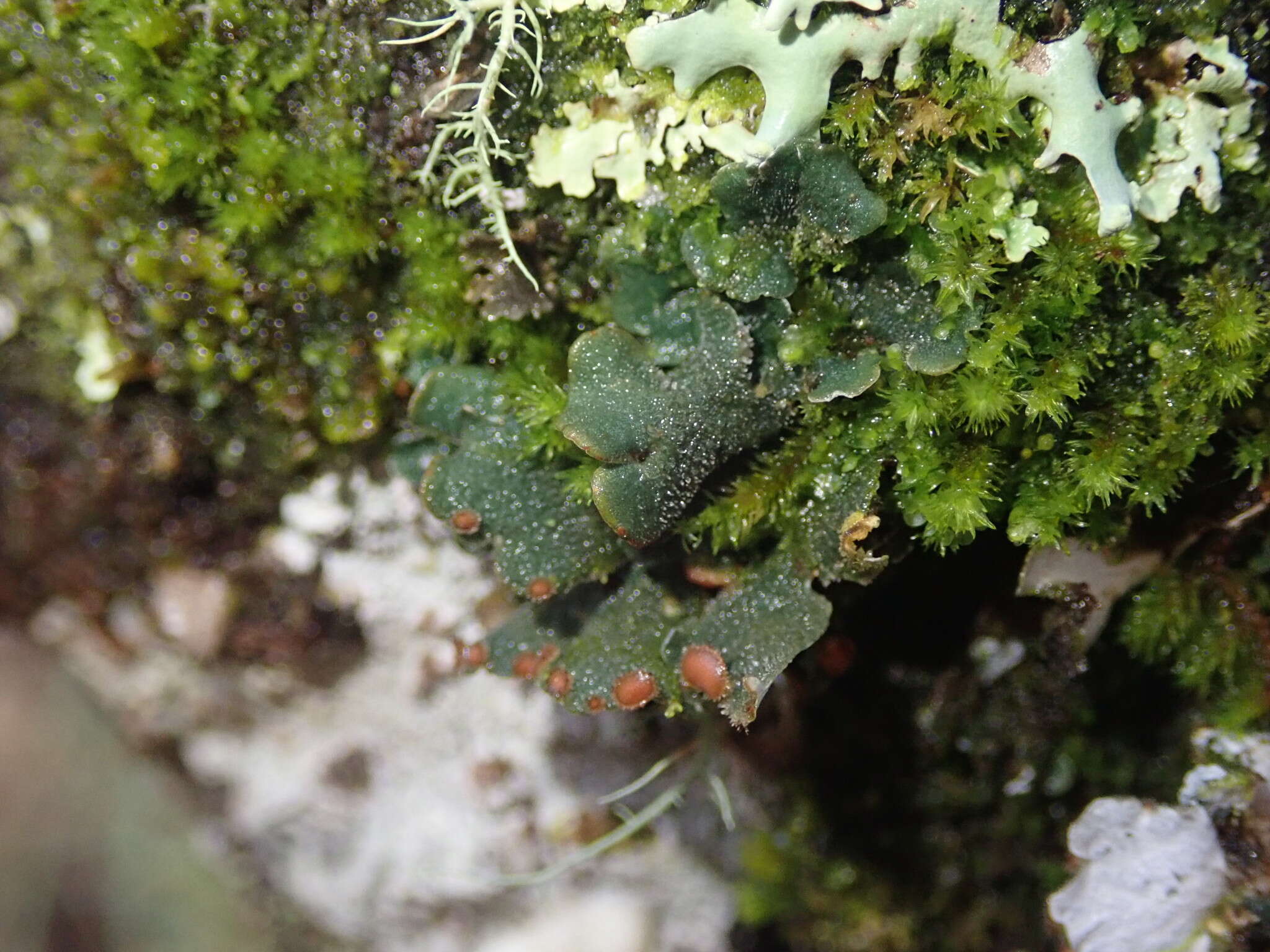 Image de Erioderma leylandii (Taylor) Müll. Arg.