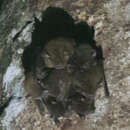 Image of New Guinea Long-eared Bat