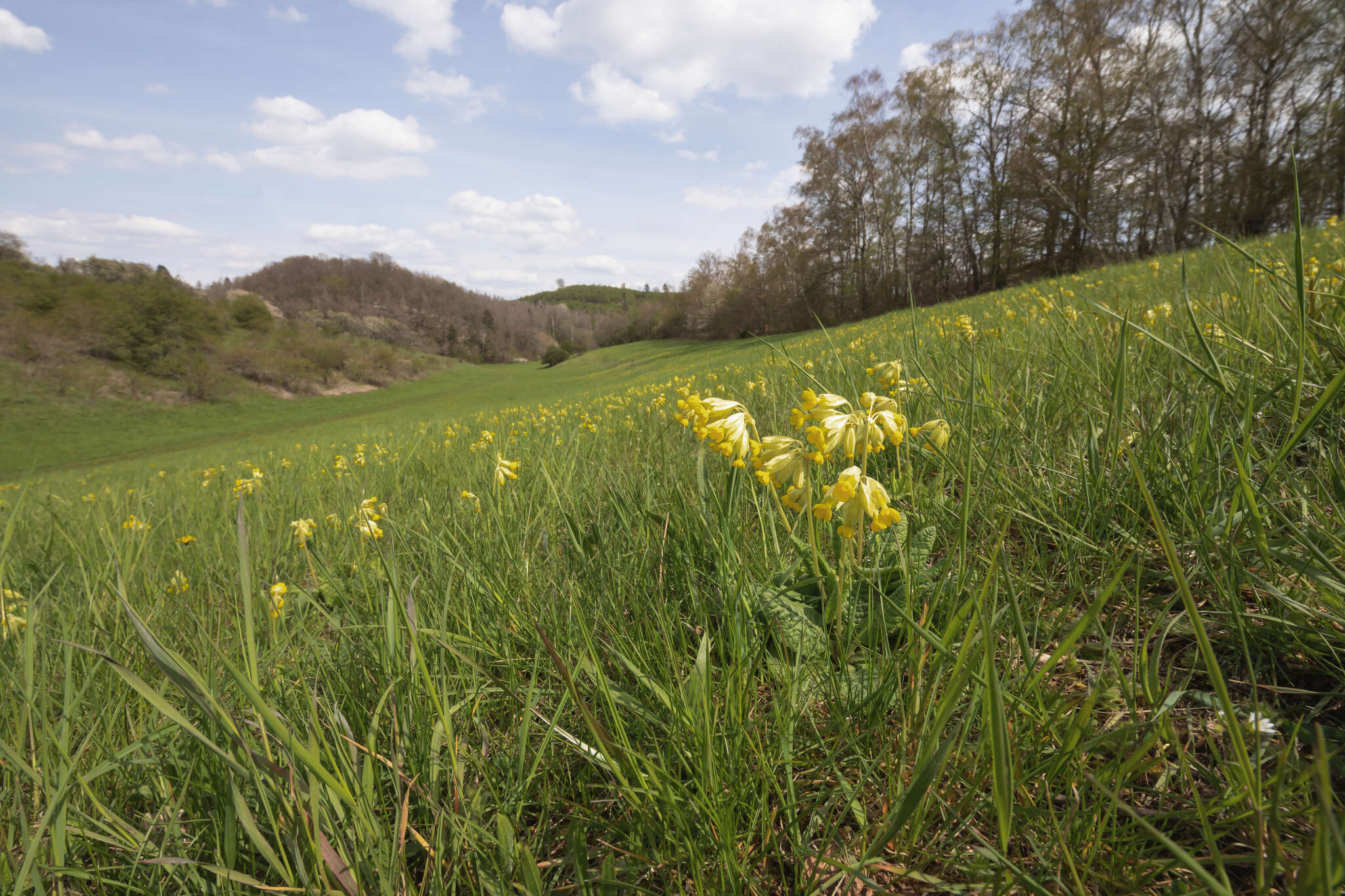 Image of Primula veris subsp. veris