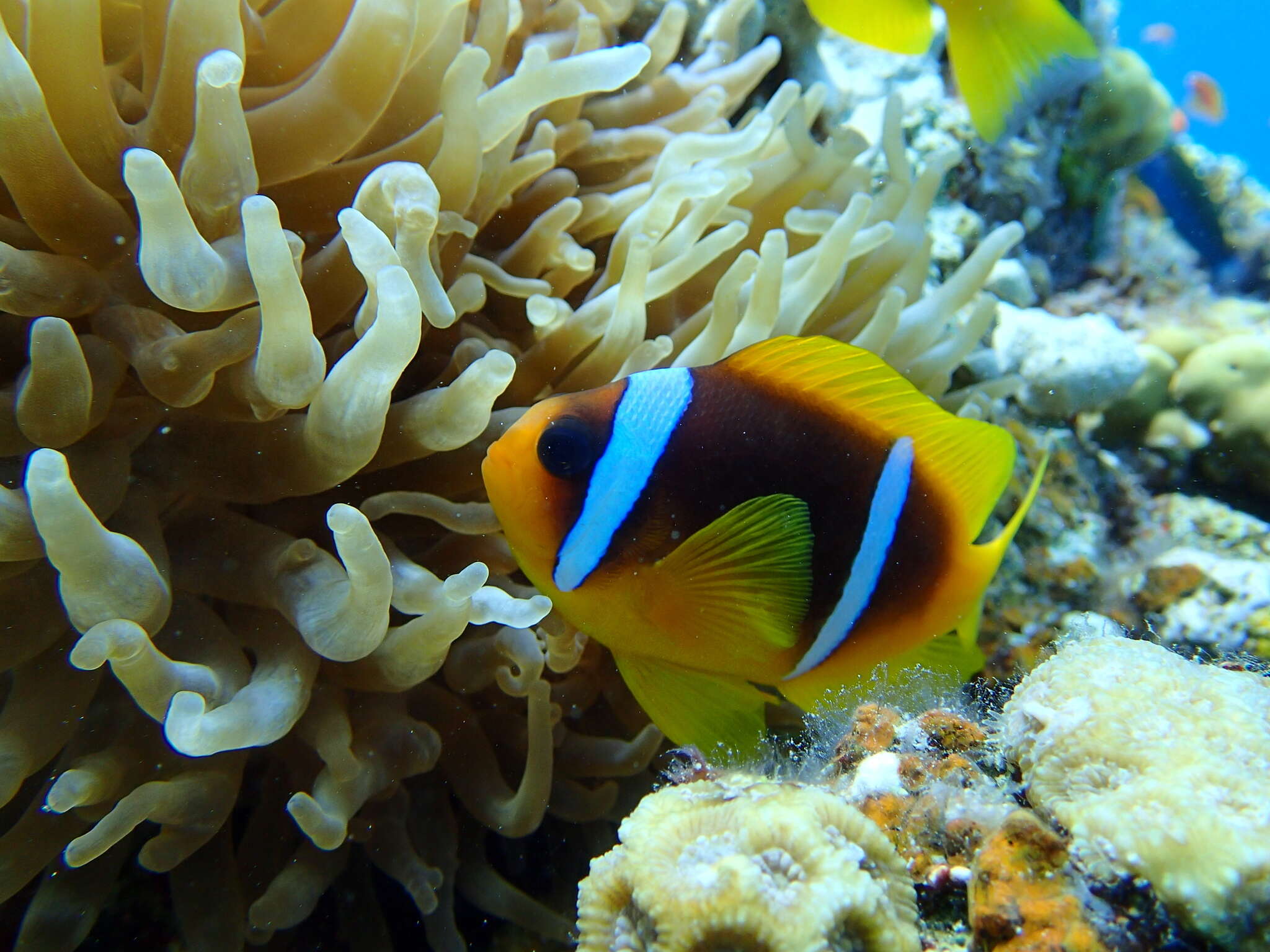 Image of Clownfish