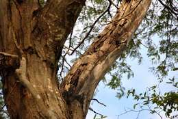 Image of white-footed sportive lemur