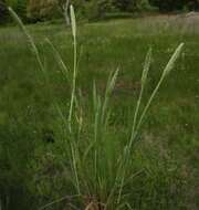 Image of Carolina foxtail