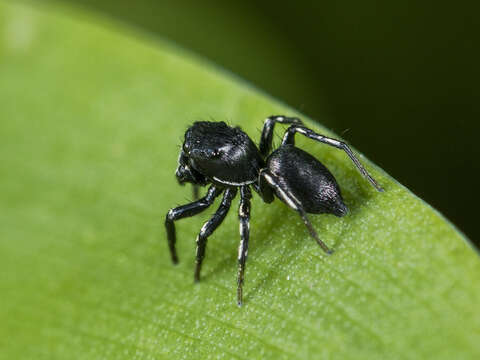 Image of Heliophanus potanini Schenkel 1963