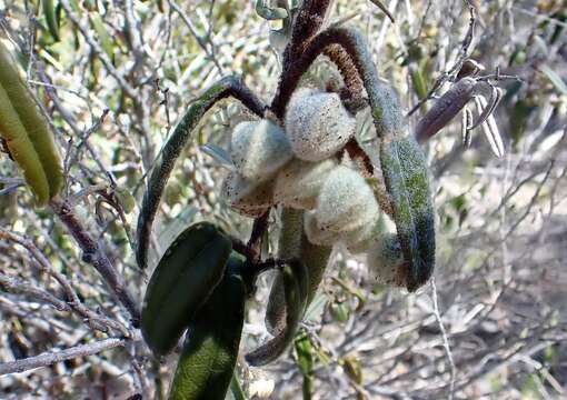 Image of Lasiopetalum behrii F. Muell